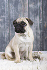 pug in studio