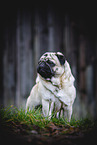 adult pug