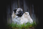 adult pug