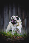 adult pug