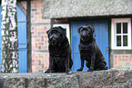 Pug