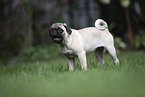 pug