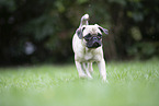 pug