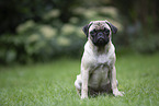 pug
