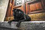 pugs