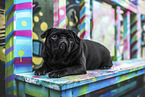 pugs