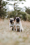 pugs