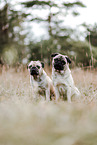 pugs