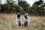 pugs