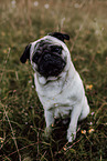 pug