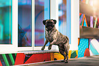 pug