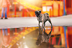 pug