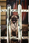 pug