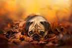 pug
