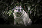 pug