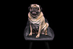 Pug