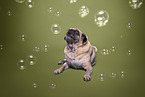 Pug