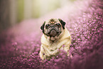 Pug