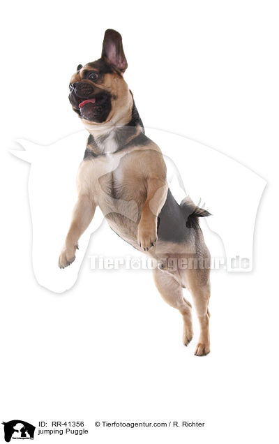 jumping Puggle / RR-41356