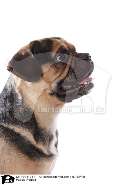 Puggle Portrait / RR-41357