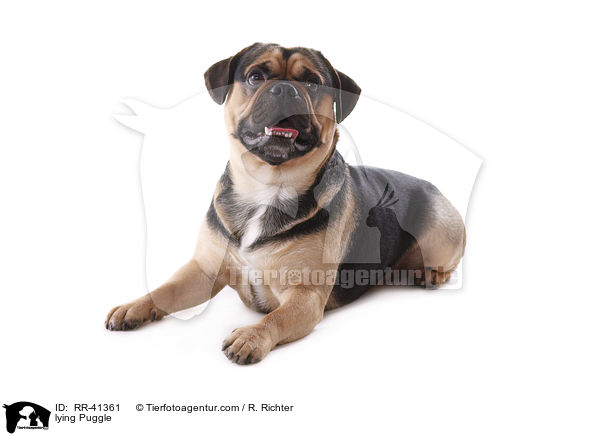 lying Puggle / RR-41361