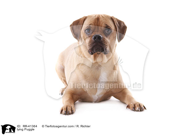 lying Puggle / RR-41364