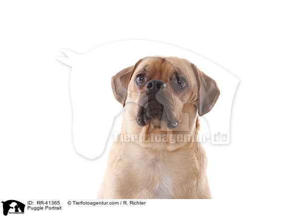 Puggle Portrait / RR-41365