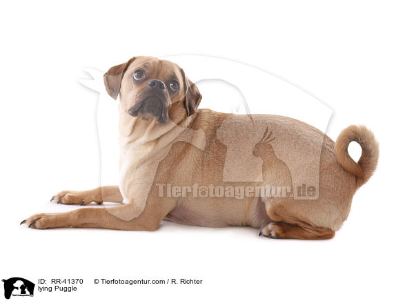 lying Puggle / RR-41370