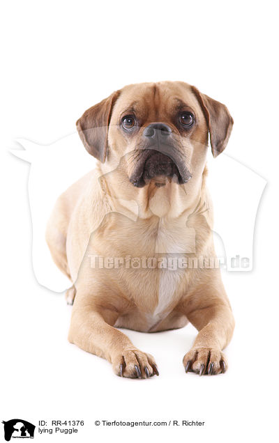 lying Puggle / RR-41376