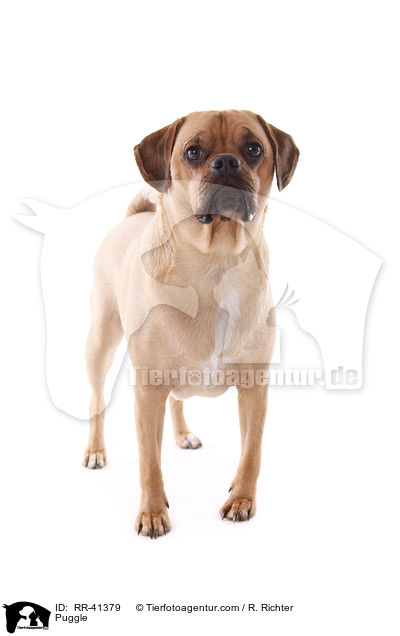 Puggle / RR-41379