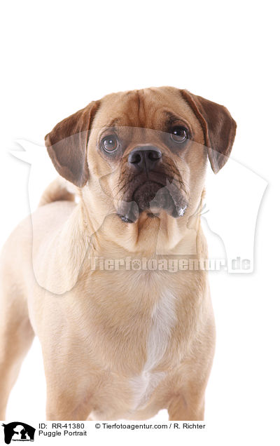 Puggle Portrait / RR-41380