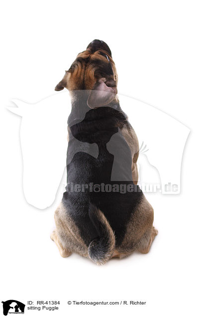 sitting Puggle / RR-41384