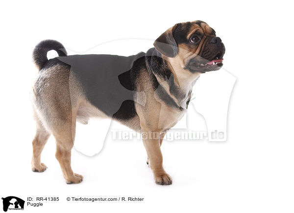 Puggle / RR-41385