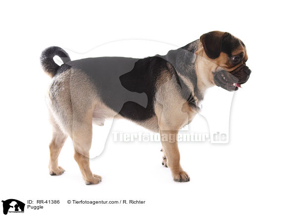 Puggle / RR-41386