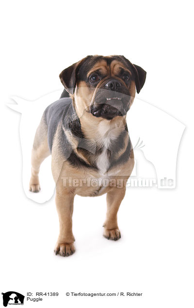 Puggle / RR-41389