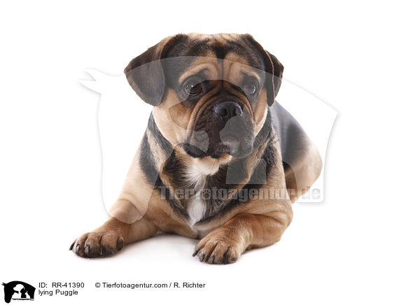 lying Puggle / RR-41390