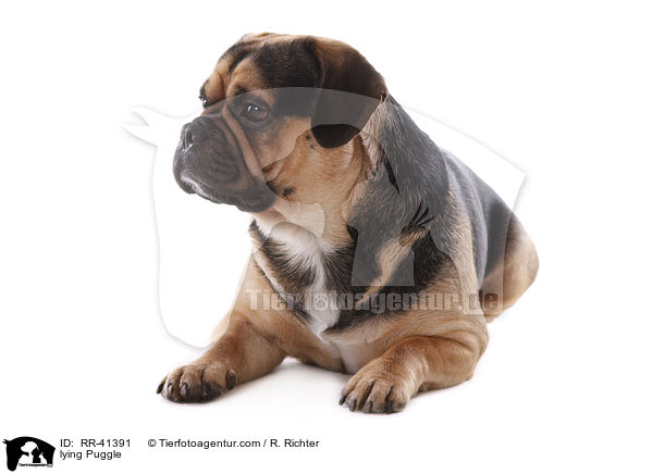 lying Puggle / RR-41391