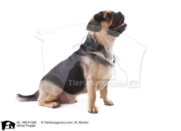 sitting Puggle / RR-41396