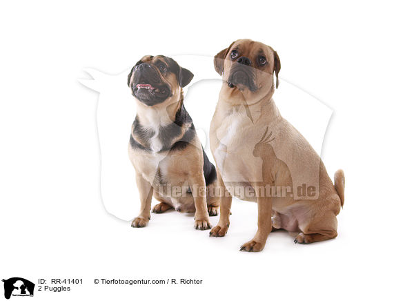 2 Puggles / RR-41401