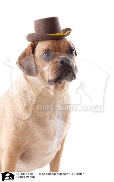 Puggle Portrait / RR-41403
