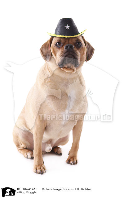 sitting Puggle / RR-41410
