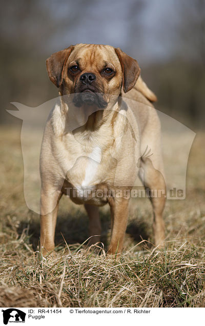 Puggle / RR-41454
