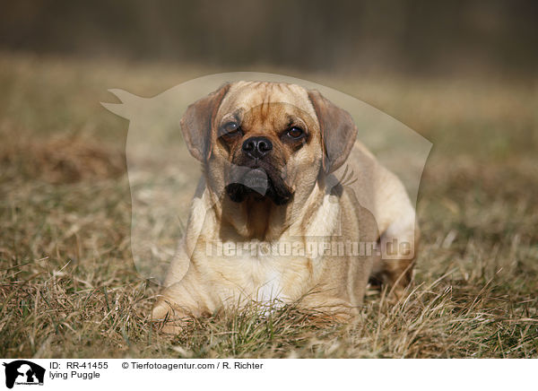 lying Puggle / RR-41455