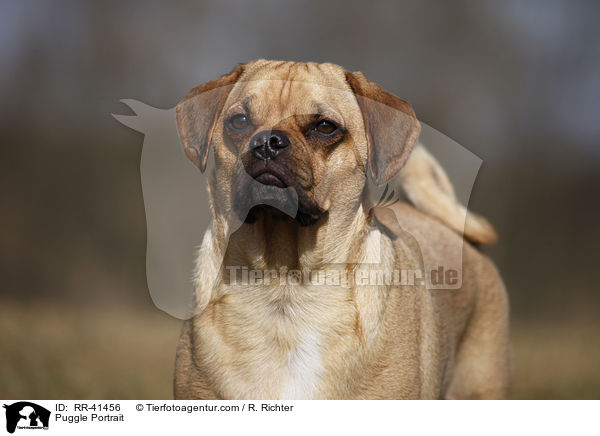 Puggle Portrait / RR-41456