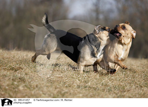 playing puggles / RR-41457