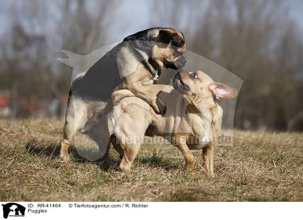 Puggles / RR-41464