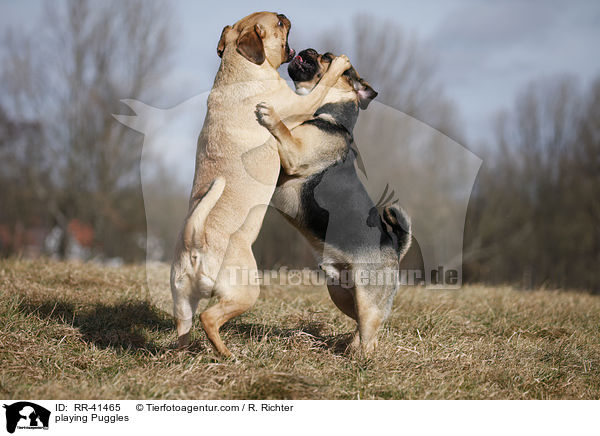 playing Puggles / RR-41465