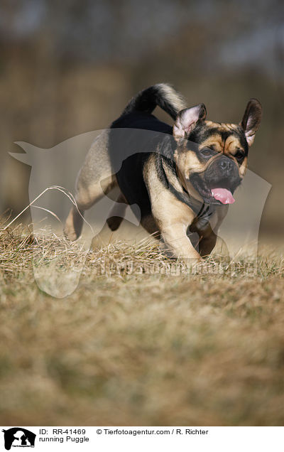 running Puggle / RR-41469