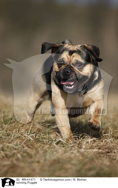 running Puggle / RR-41471