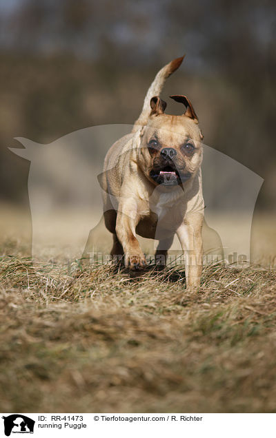 running Puggle / RR-41473